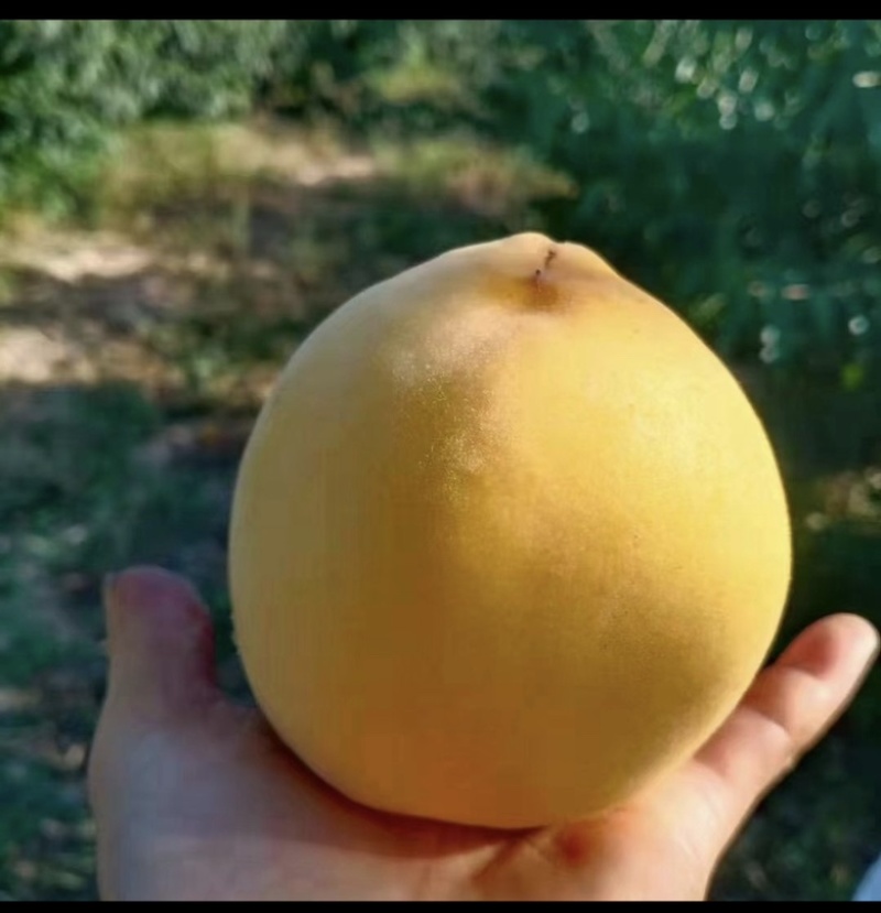 黄金蜜壹号，贰号，七号，口感脆甜，各种规格，供应市场