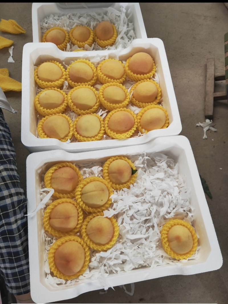 黄金蜜壹号，贰号，七号，口感脆甜，各种规格，供应市场