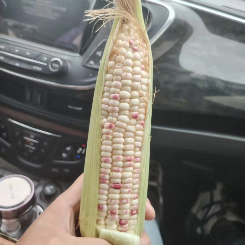 水果玉米太阳花8号糯玉米718大量上市