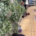 自家种植的20亩艾草批发，价格优惠2元斤干货，量大从优