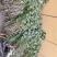 自家种植的20亩艾草批发，价格优惠2元斤干货，量大从优