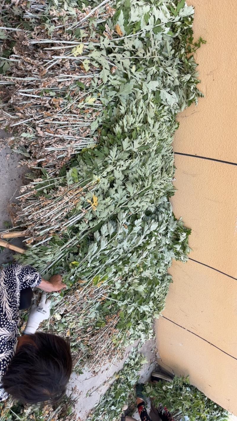 自家种植的20亩艾草批发，价格优惠2元斤干货，量大从优