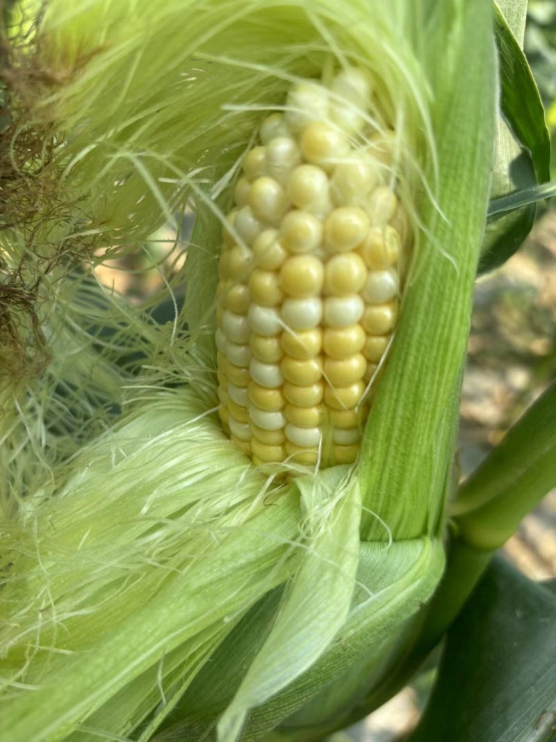 水果玉米太阳花8号糯玉米718大量上市