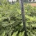 自家种植的20亩艾草批发，价格优惠2元斤干货，量大从优
