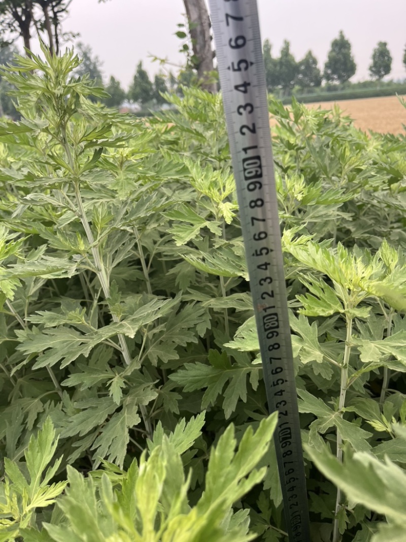 自家种植的20亩艾草批发，价格优惠2元斤干货，量大从优