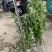 自家种植的20亩艾草批发，价格优惠2元斤干货，量大从优