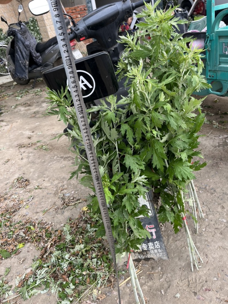自家种植的20亩艾草批发，价格优惠2元斤干货，量大从优