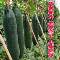 黑皮冬瓜，冬瓜，铁心冬瓜，大小均匀，颜色漂亮