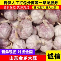 鲜蒜，太空蒜紫皮蒜大量上市对接电商团购，欢迎大家电话联系
