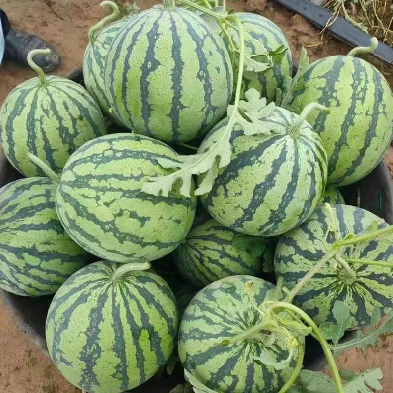 《无籽美都》麒麟西瓜/8424/江苏西瓜/质量三包
