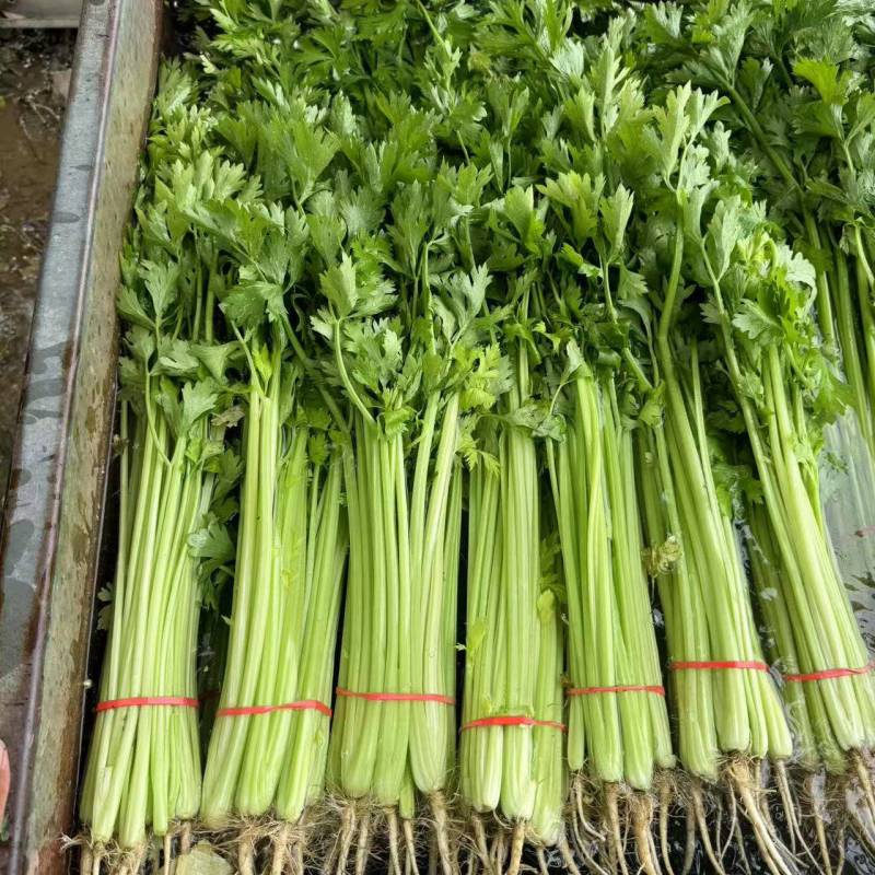 山东芹菜精品水芹长期大量有货对接电商市场商超