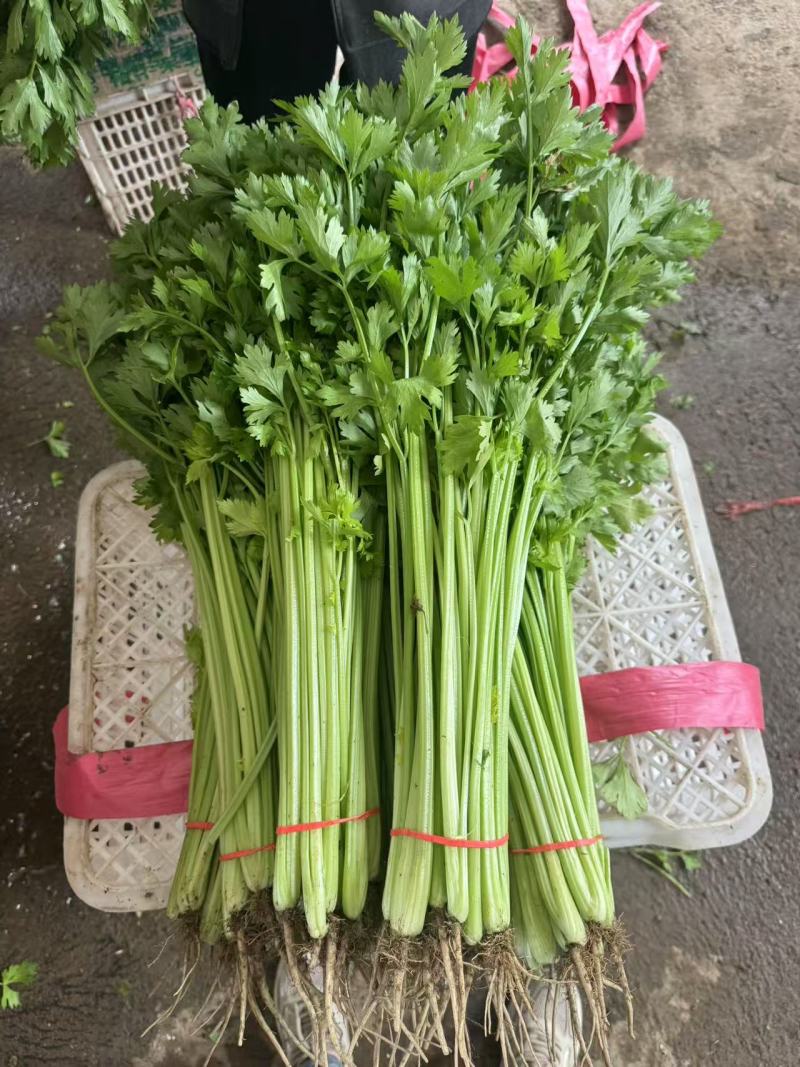 山东芹菜精品水芹长期大量有货对接电商市场商超