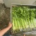 山东芹菜精品水芹长期大量有货对接电商市场商超