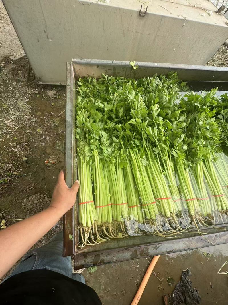 山东芹菜精品水芹长期大量有货对接电商市场商超