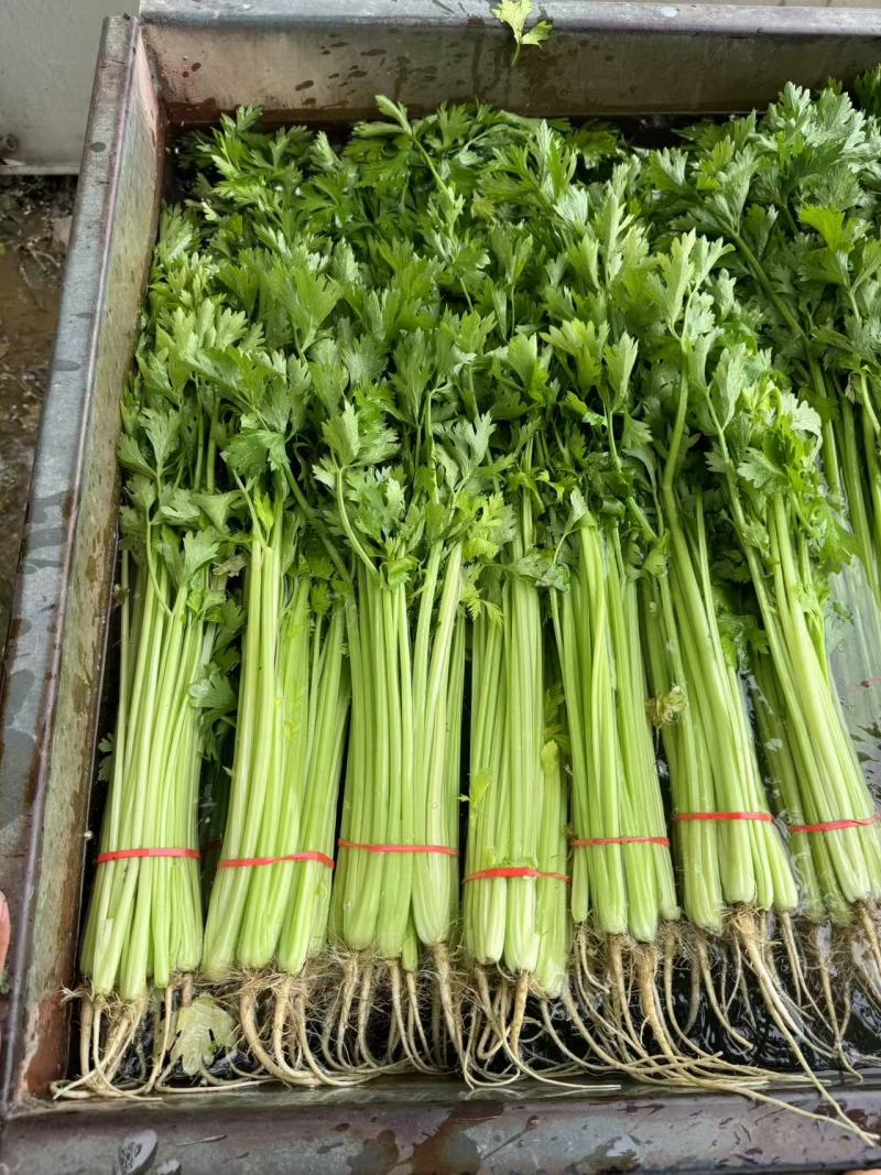 山东芹菜精品水芹长期大量有货对接电商市场商超