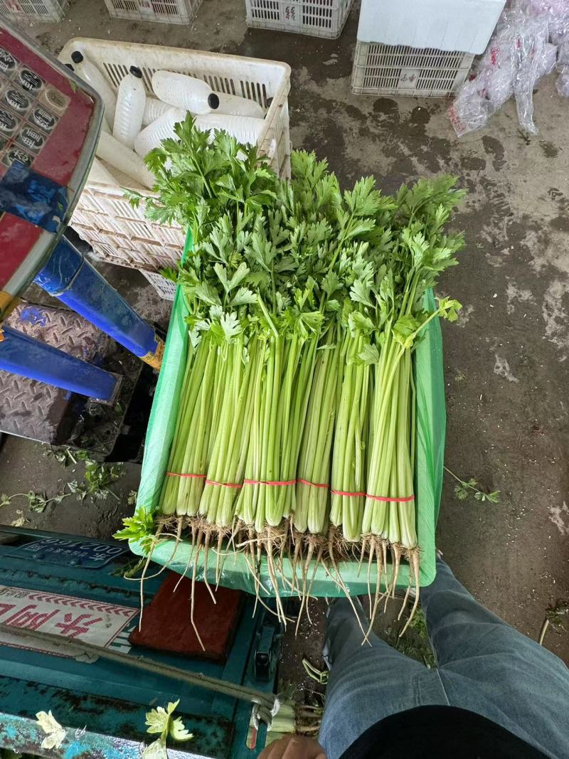 山东芹菜精品水芹长期大量有货对接电商市场商超