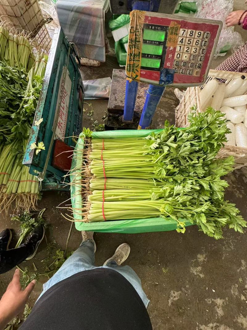 山东芹菜精品水芹长期大量有货对接电商市场商超