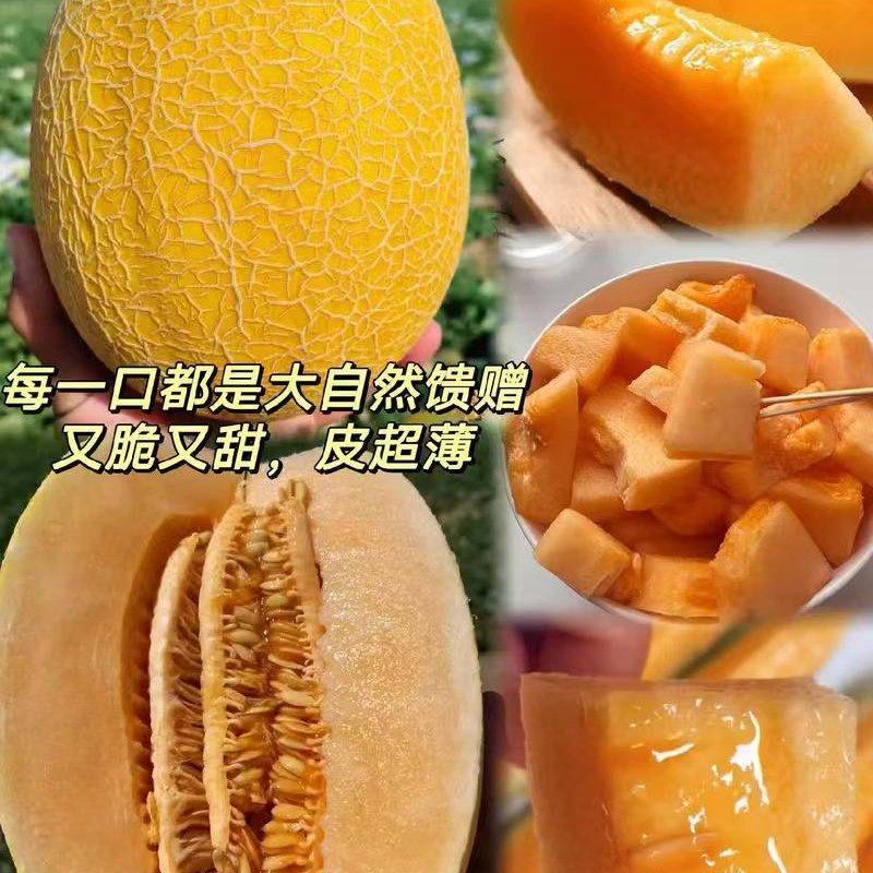 【推荐】精品哈密瓜金色年华货源充足量大从优质量保证