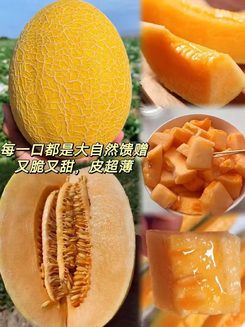 【推荐】精品哈密瓜金色年华货源充足量大从优质量保证