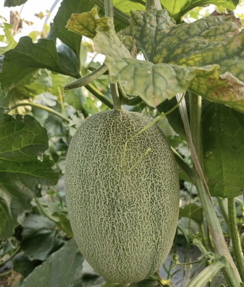 河南夏邑晓蜜25号大量上市3-7斤全国发货