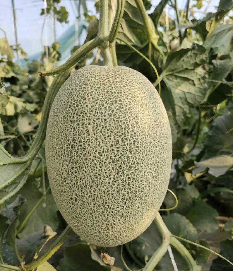河南夏邑晓蜜25号大量上市3-7斤全国发货