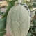 河南夏邑晓蜜25号大量上市3-7斤全国发货