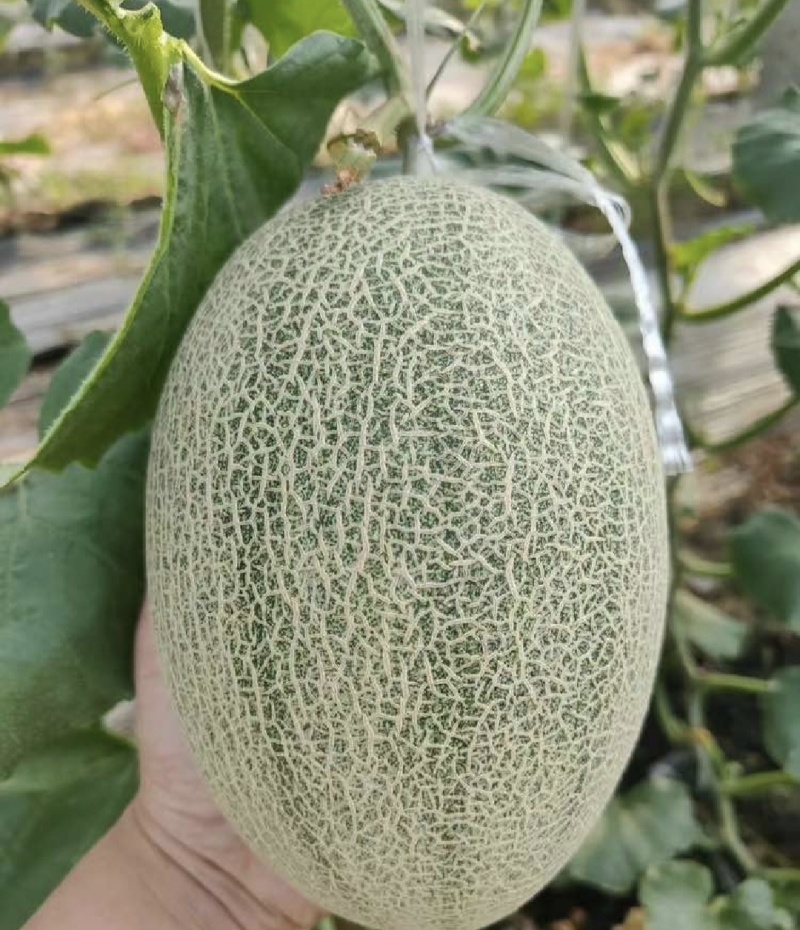 河南夏邑晓蜜25号大量上市3-7斤全国发货