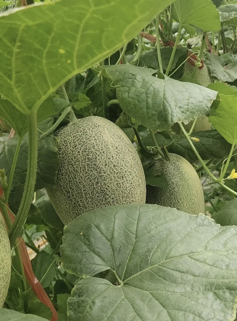 河南夏邑晓蜜25号大量上市3-7斤全国发货