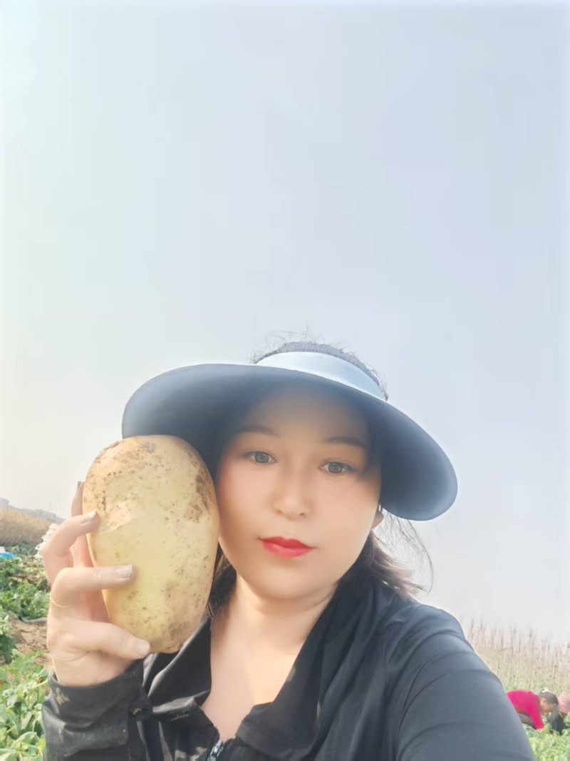 【每日推荐】河南精品黄心土豆产地直发品质保障量大从优