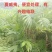 夏威夷椰子清货处理