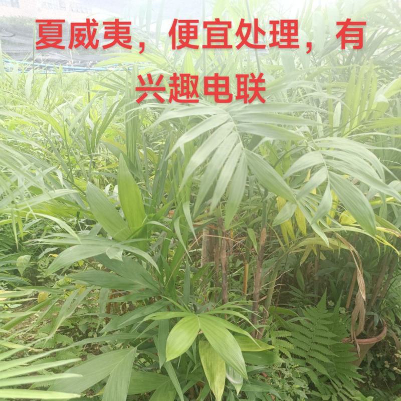 夏威夷椰子清货处理