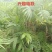 夏威夷椰子清货处理