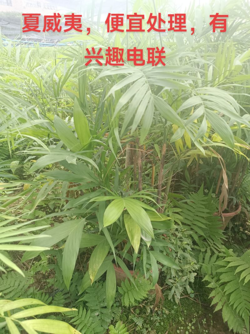 夏威夷椰子清货处理