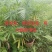 夏威夷椰子清货处理