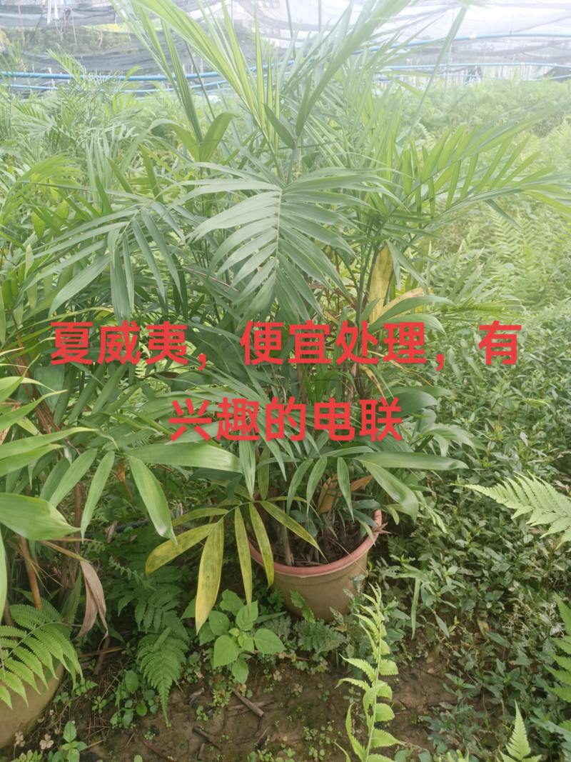 夏威夷椰子清货处理