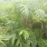 夏威夷椰子清货处理