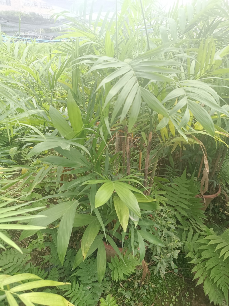 夏威夷椰子清货处理