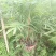 夏威夷椰子清货处理