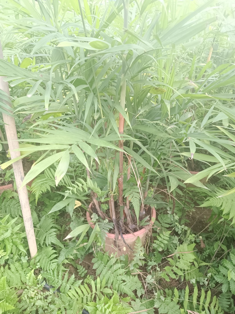 夏威夷椰子清货处理