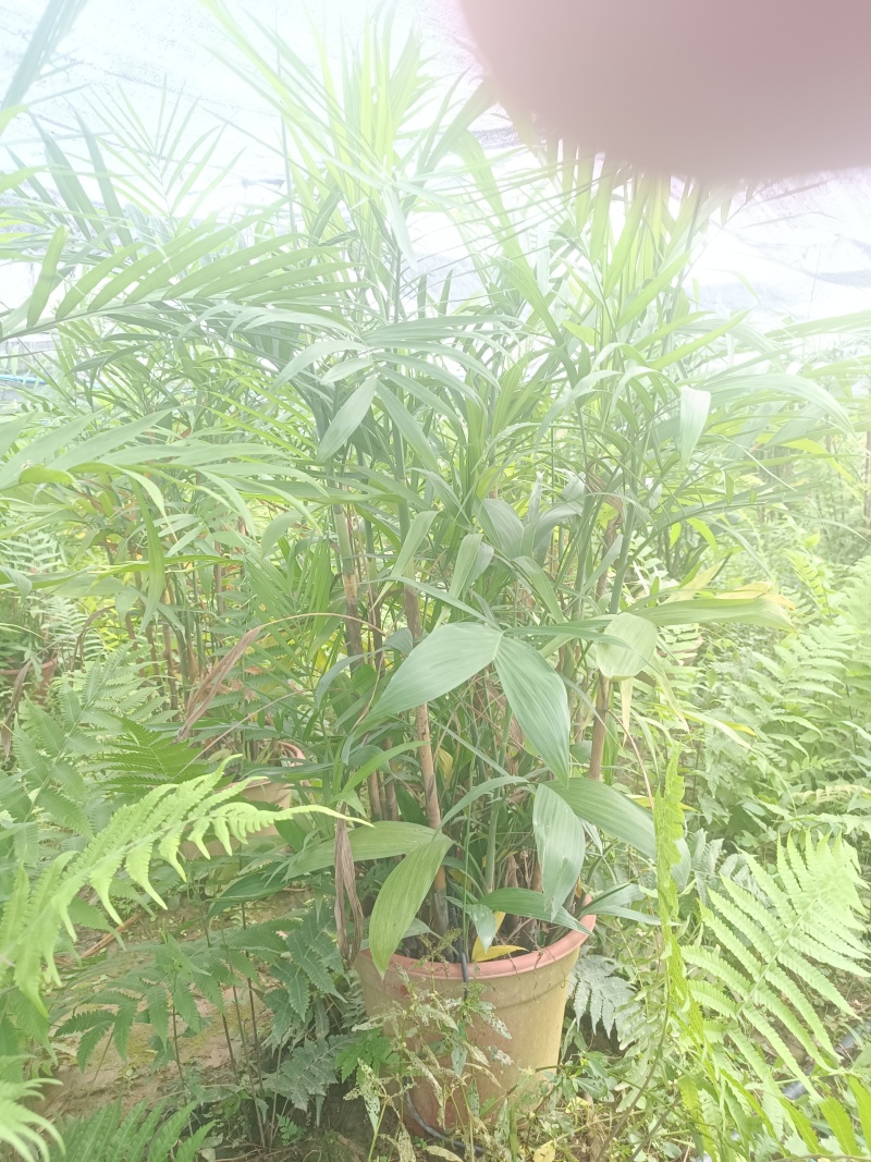 夏威夷椰子清货处理
