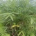 夏威夷椰子清货处理
