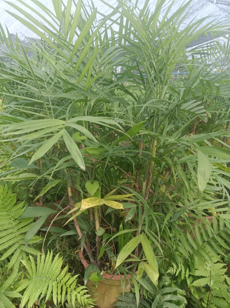 夏威夷椰子清货处理
