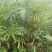 夏威夷椰子清货处理