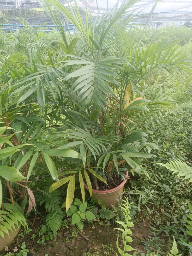 夏威夷椰子清货处理