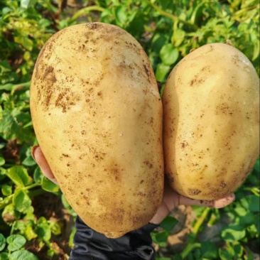 【精选】河南黄心土豆颜色好个头大量大从优可视频看货