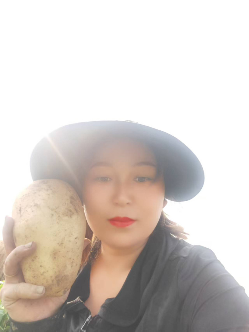 【精选】河南黄心土豆颜色好个头大量大从优可视频看货