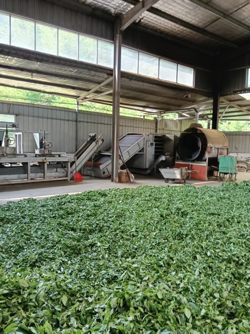 安徽绿茶厂家一手货源，货量充足质量保证，欢迎致电