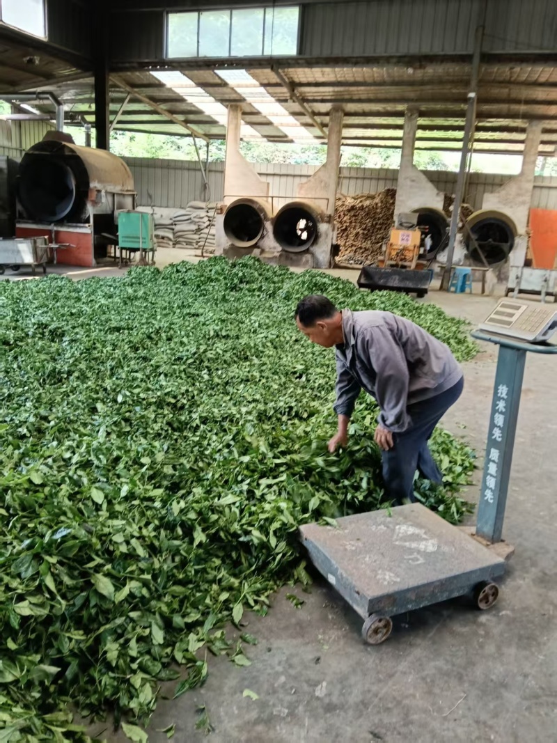 安徽绿茶厂家一手货源，货量充足质量保证，欢迎致电