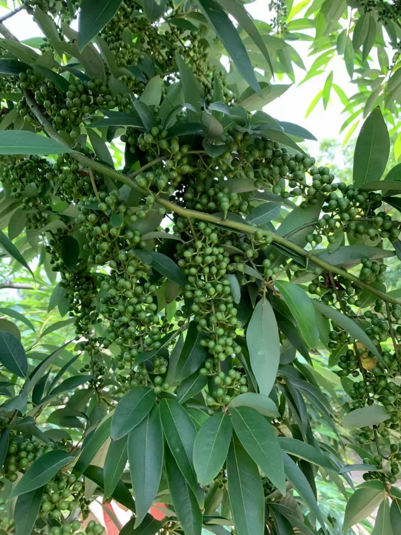 大量木姜子产新