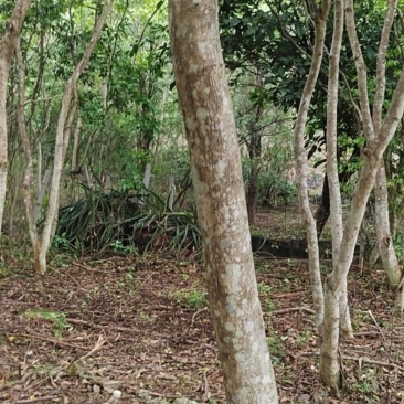 黄花梨树，10-30公分直径